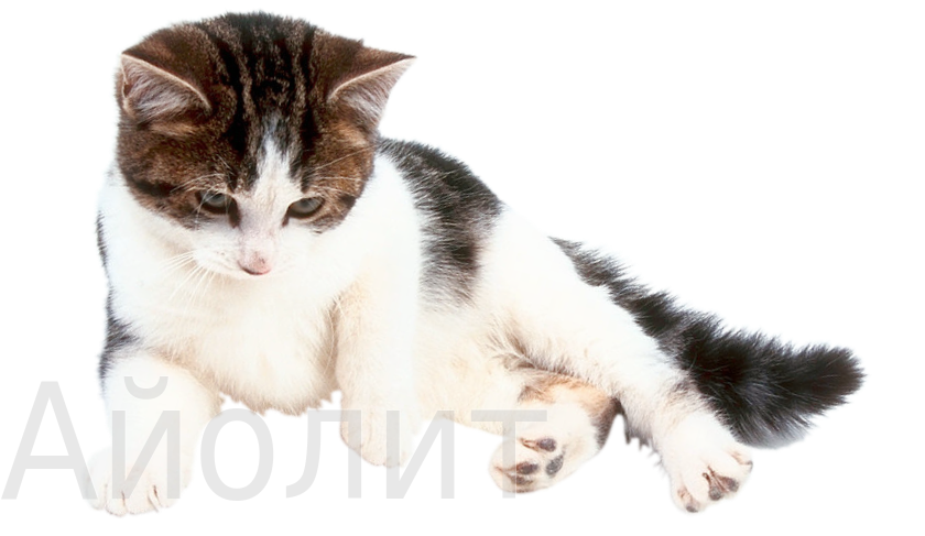 ветеринар хирург