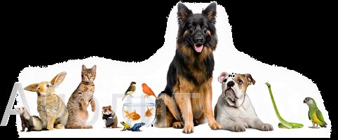 вызов ветеринара на дом круглосуточно