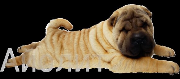 анализ крови животных