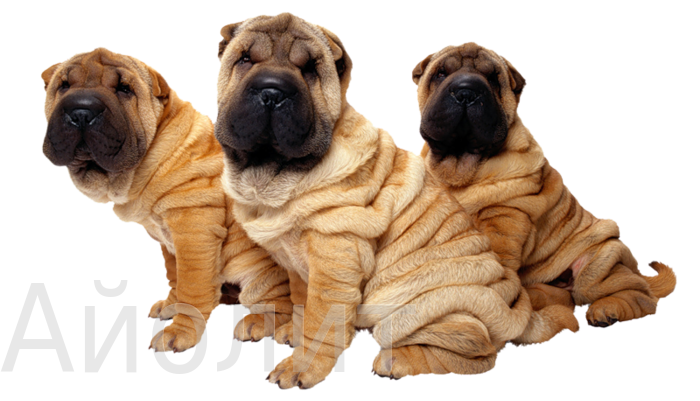 узи диагностика животных