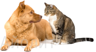 помощь ветеринара